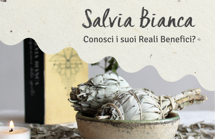 Salvia Bianca: conosci i suoi reali Benefici?